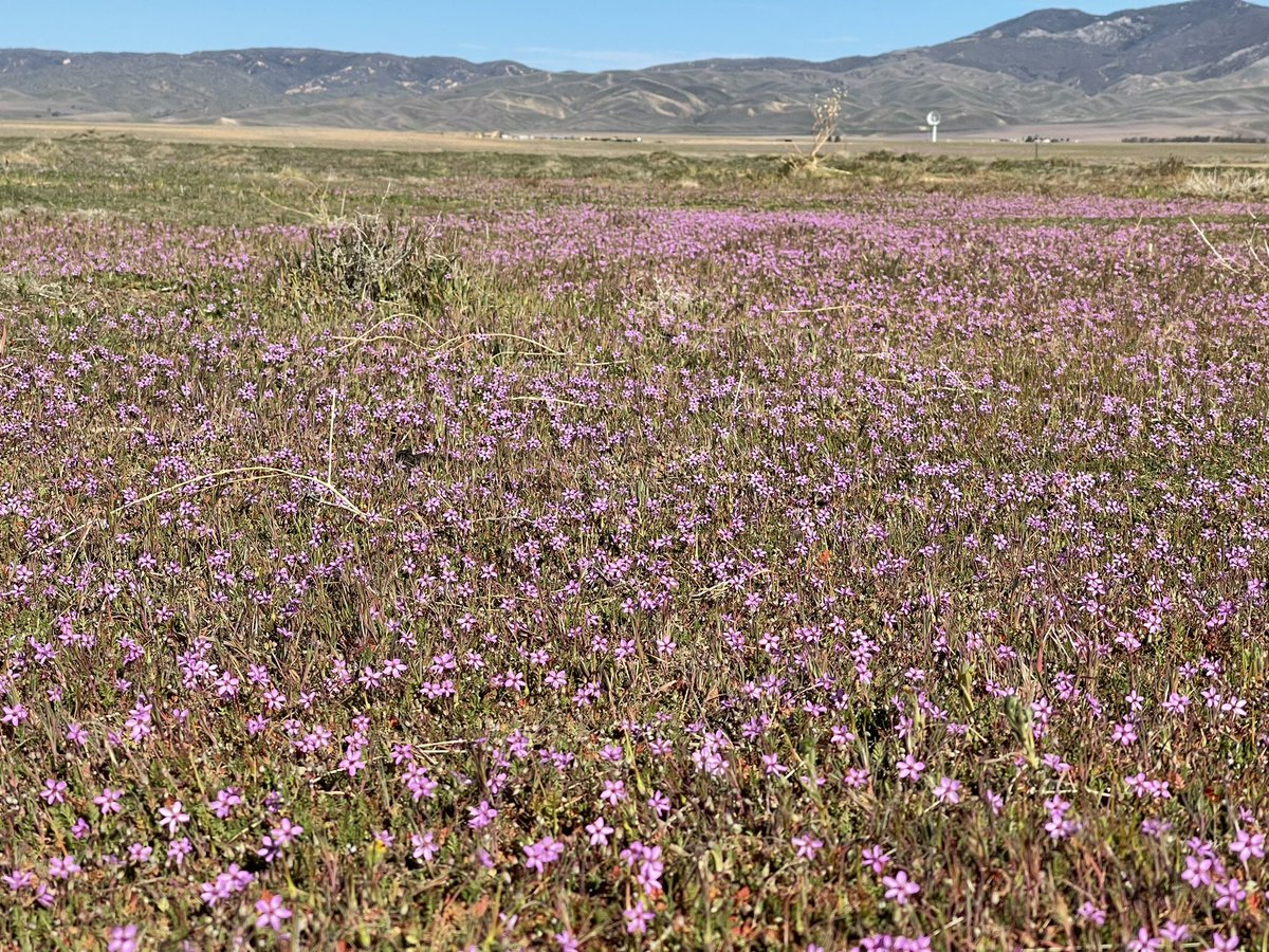 CrossleyIDGuide's tweet image. I never thought I could live away from the ocean. That’s changing. Love the the vast open spaces, variety of landscapes, different climates and all within a 20 minute drive. Throw in massive unknown migrations and… Hope you can escape to to such a natural and healthy world.