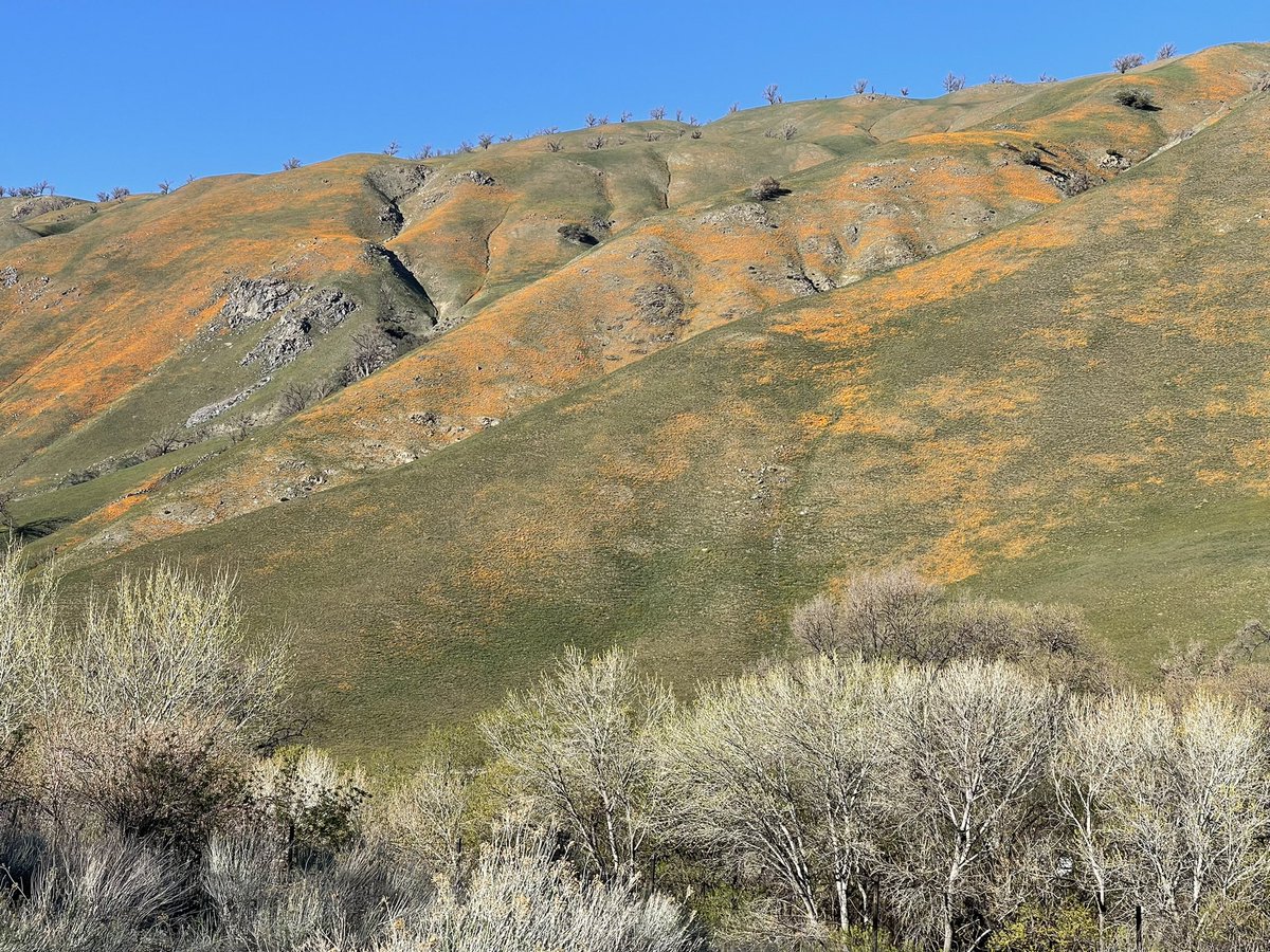 CrossleyIDGuide's tweet image. I never thought I could live away from the ocean. That’s changing. Love the the vast open spaces, variety of landscapes, different climates and all within a 20 minute drive. Throw in massive unknown migrations and… Hope you can escape to to such a natural and healthy world.