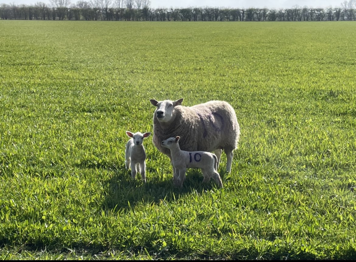 Allwood17's tweet photo. Spring is in the air today, first ewes and lambs turn out to grass and drilling peas for @HMCPeas 🐑 ☀️ 🚜 #spring #lambing #agriculture https://t.co/uF8foofegK