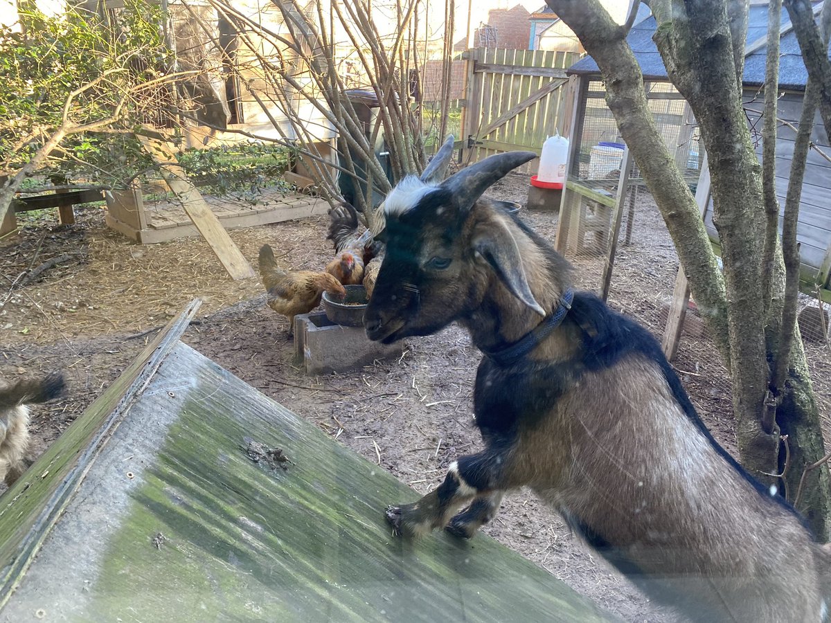 Ross Baker tweet media