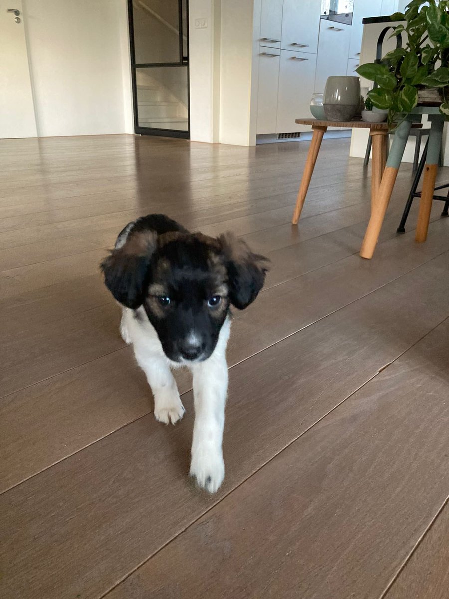 Bruno (^-^)/ tweet media