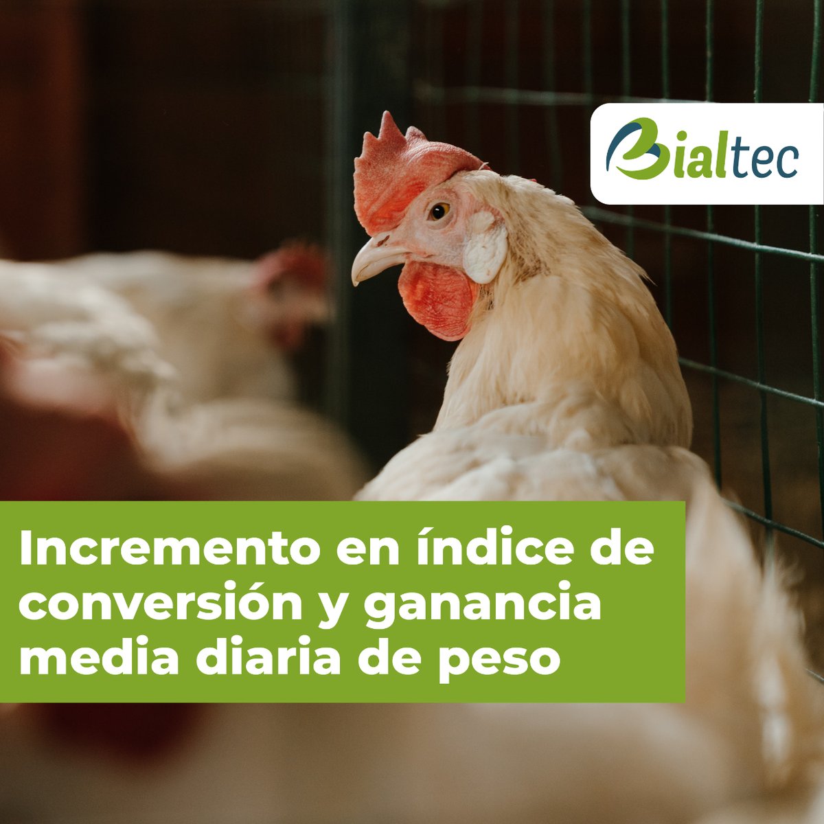 BIALTEC's tweet photo. Mejoramos diferentes parámetros zootécnicos que influyan en una mejor calidad y peso en la producción de proteína en aves y huevos.

#Bialtec #ProduccionAnimal #BienestarAnimal #Probioticos #Prebioticos #Proteina #LibreDeAntibiotico #Avicola #Avicultura #Ponedora #Engorde #Huevo https://t.co/Ud5lhzppEX