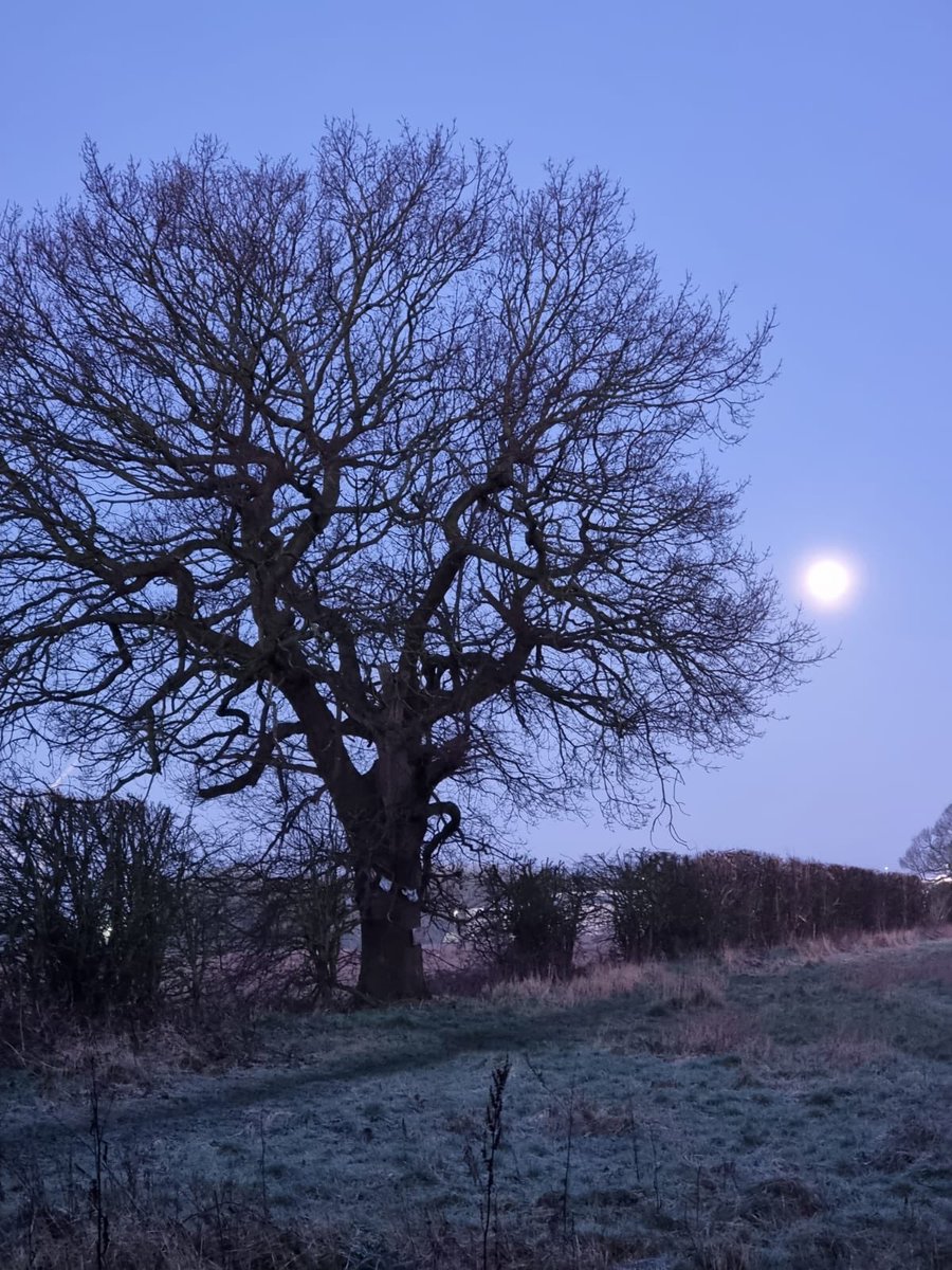 ArroJoanne's tweet image. Trying to take lots of photos of this beautiful veteran oak tree before @Wykeland chop it down, remove the hedgerow, concrete over it to build an @Amazon warehouse approved and facilitated by @East_Riding the NPPF says No 1,300 objections but they don’t listen. Can anyone help?