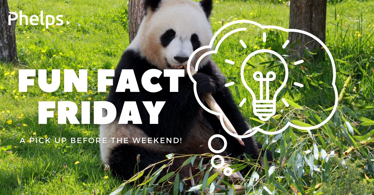 PhelpsGroup's tweet photo. Time for another #FunFactFriday!

#DidYouKnow giant Pandas eat approximately 28 pounds of bamboo a day? That’s over 5 tons per year! 🎍 https://t.co/5crnvp6mr3