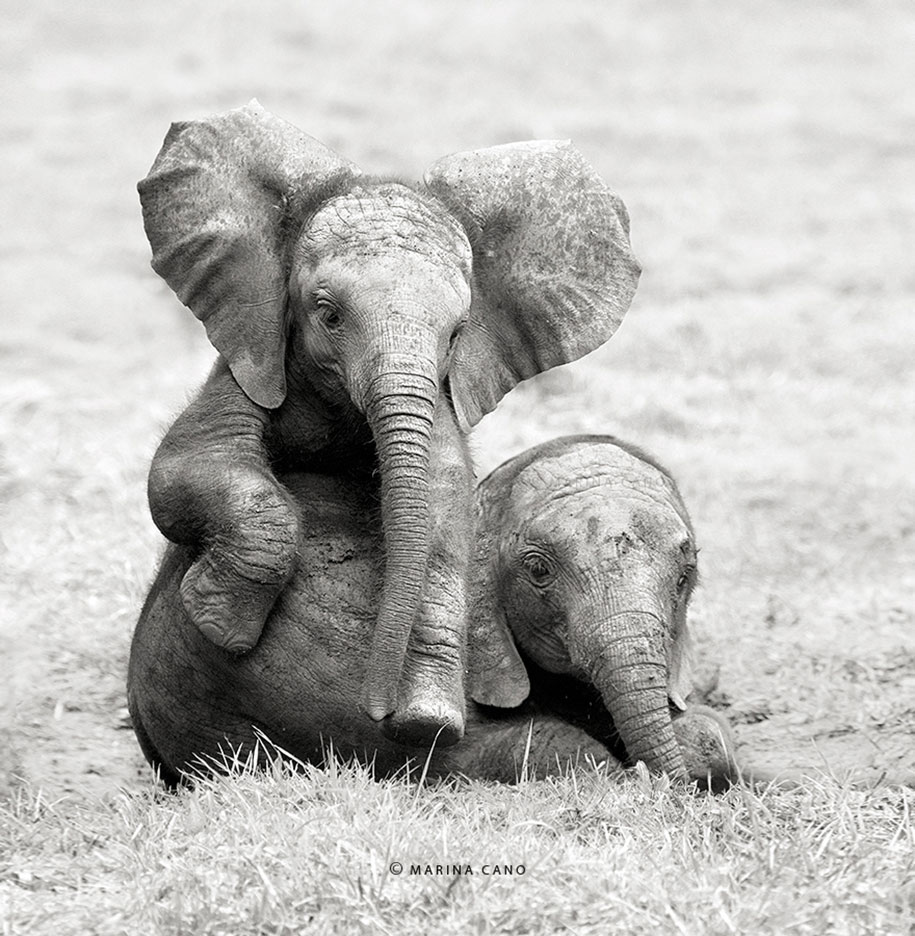 Et sont élus les plus mignons de la semaine sur une #photo de Marina Cano...