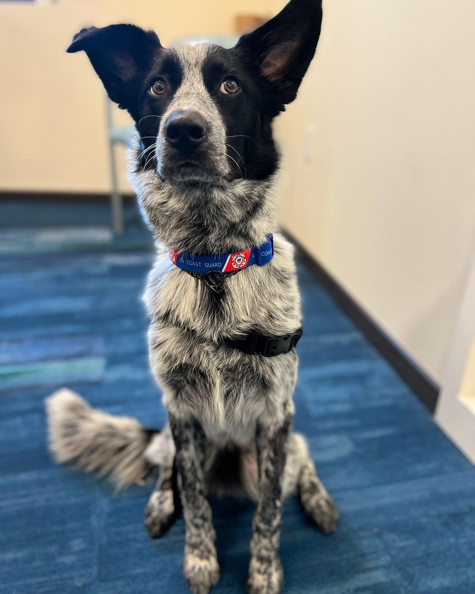 K9 Elliot is rocking his new @uscoastguard collar — in anticipation for the upcoming U.S. Coast Guard Band Concert on Sat., April 9 at 4:30 PM at Centennial Park & Amphitheater!🎶 K9 Elliot is looking forward to seeing you there — boynton-beach.org/uscg @bbpd