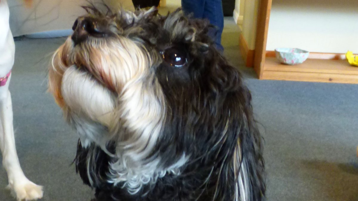 sheilingringwd's tweet photo. We have welcomed some very special (and very popular) visitors this week. Keep an eye on social media to see the wonderful time that students, staff and our guests had throughout the week! #school #college #SEND #Autism #Dorset  #Hampshire #bringyourdogtoworkweek #Wellbeing https://t.co/EaagWUzSwQ