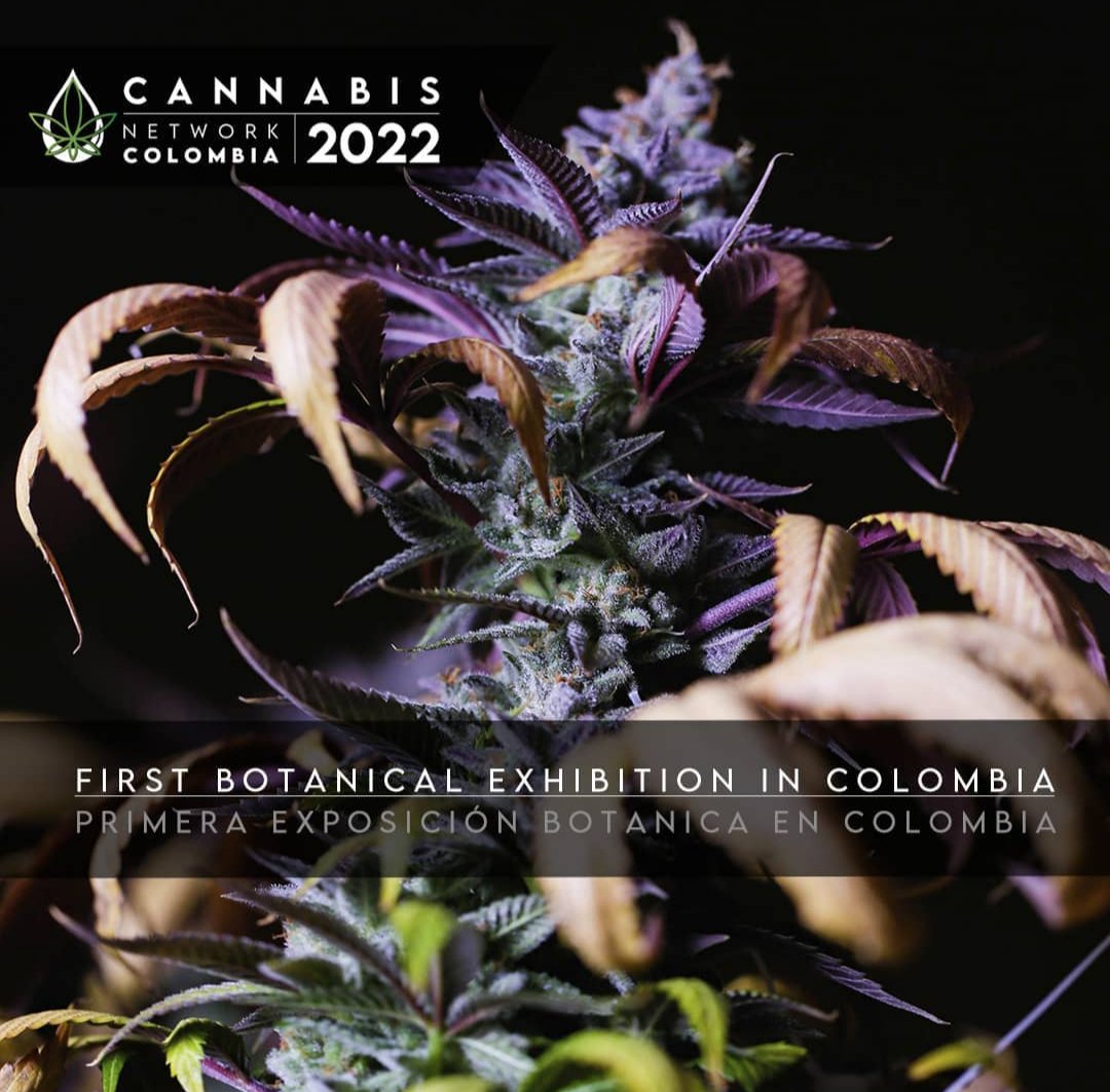 CannabisNetCol's tweet photo. Cannabis Network tendrá la primera exposición botánica, con empresas Colombianas, ¿Aún no estás en la base de datos? Escríbenos para más información #CannabisLegale #cannabisculture #cannabisindustry #cannabisnews #hemp https://t.co/1S2L7U9GrW