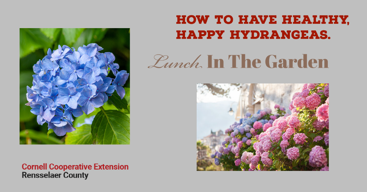 Join us on March 23rd at Noon to learn “How To Have Healthy, Happy Hydrangeas.” Learn all about this old-time garden favorite that is currently a new darling. For full details  visit ccerensselaer.org/events
#cce#ccerensselaer #itshereinrensselaer#rensselaercounty