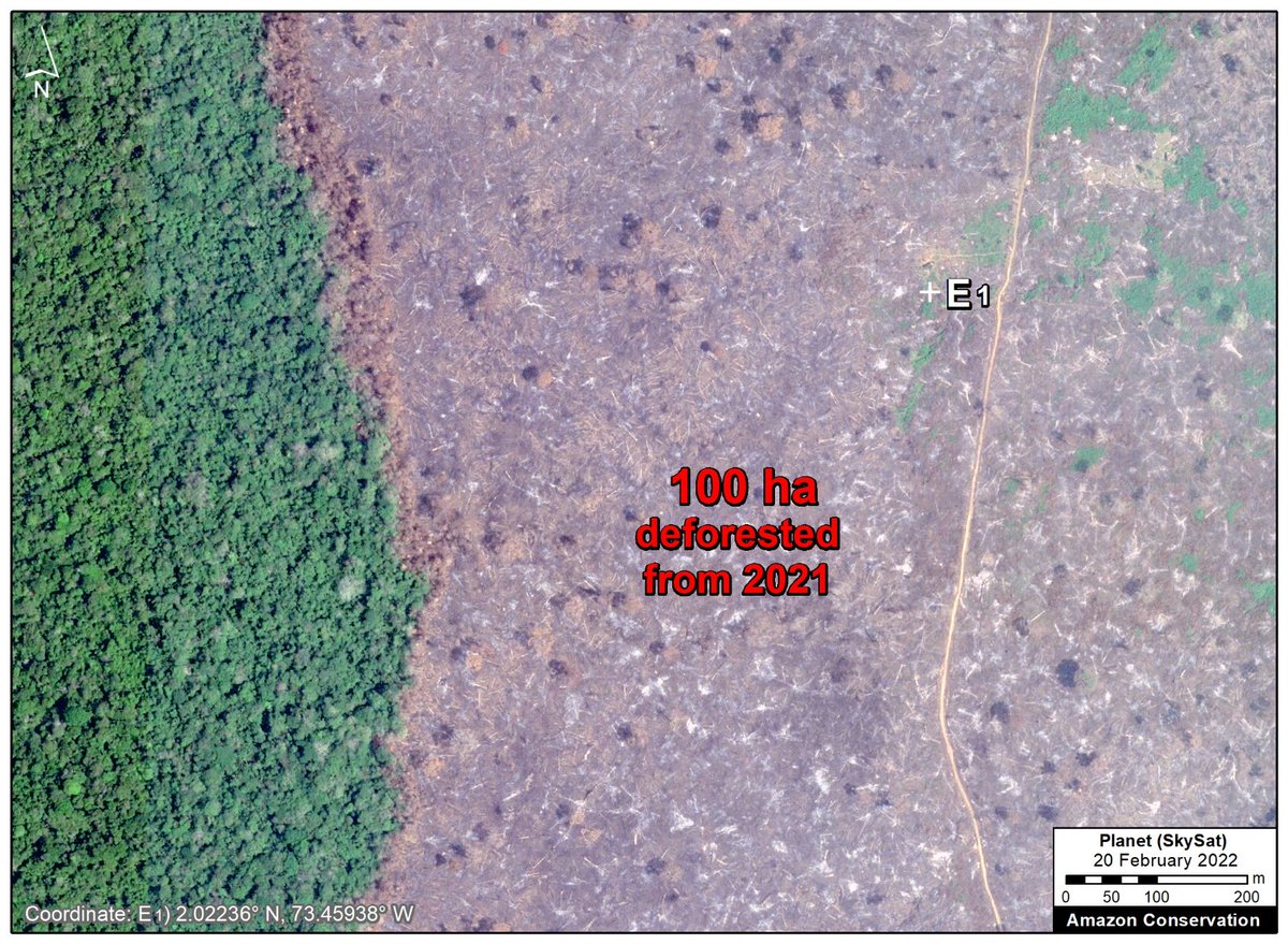 Colombian Amazon:
High-resolution 🛰️images from <a href="/planet/">Planet</a> show recent deforestation in Chiribiquete National Park in striking detail

😲See recently cleared rainforest surrounded by threatened primary forest in key Amazon protected area

New report:
maaproject.org/2022/colombia-…

<a href="/ACA_DC/">Amazon Conservation</a>