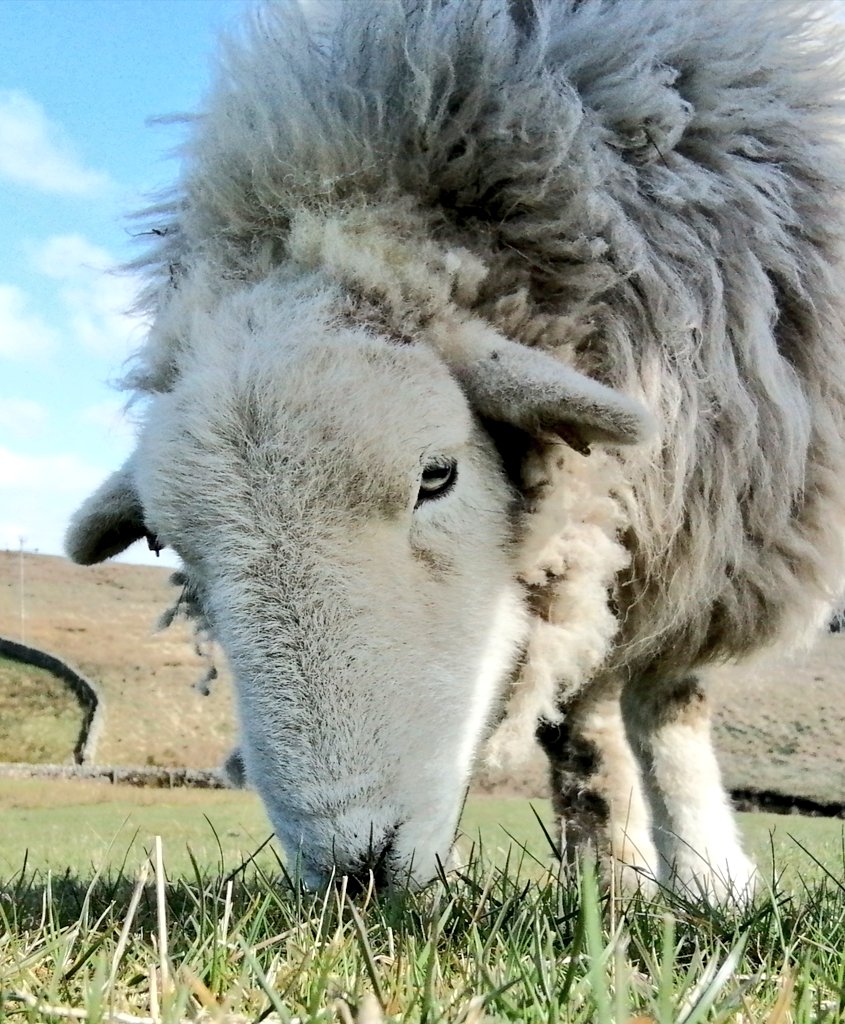 highfieldsherdy's tweet photo. What a beautiful day...
#Droopsy #herdwicks #farm #hillfarm #sheep https://t.co/9IHQIV2HNt
