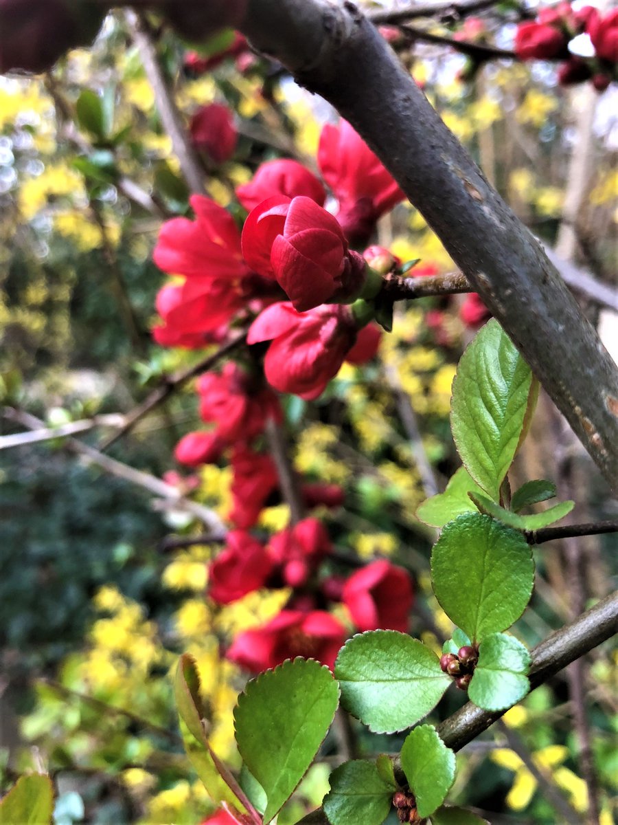 pedumit's tweet photo. Le Cognassier du Japon (#Chaenomeles #japonica, Gutuiul japonez) est un arbuste qui, entre mars et avril, a une très jolie floraison rouge, donnant beaucoup de couleurs à notre Parc Bon Pasteur à Evere, Belgique. #Cognassier https://t.co/hbmlSjvwQx