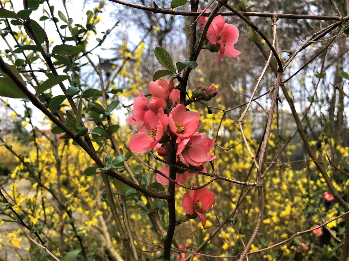 pedumit's tweet photo. Le Cognassier du Japon (#Chaenomeles #japonica, Gutuiul japonez) est un arbuste qui, entre mars et avril, a une très jolie floraison rouge, donnant beaucoup de couleurs à notre Parc Bon Pasteur à Evere, Belgique. #Cognassier https://t.co/hbmlSjvwQx
