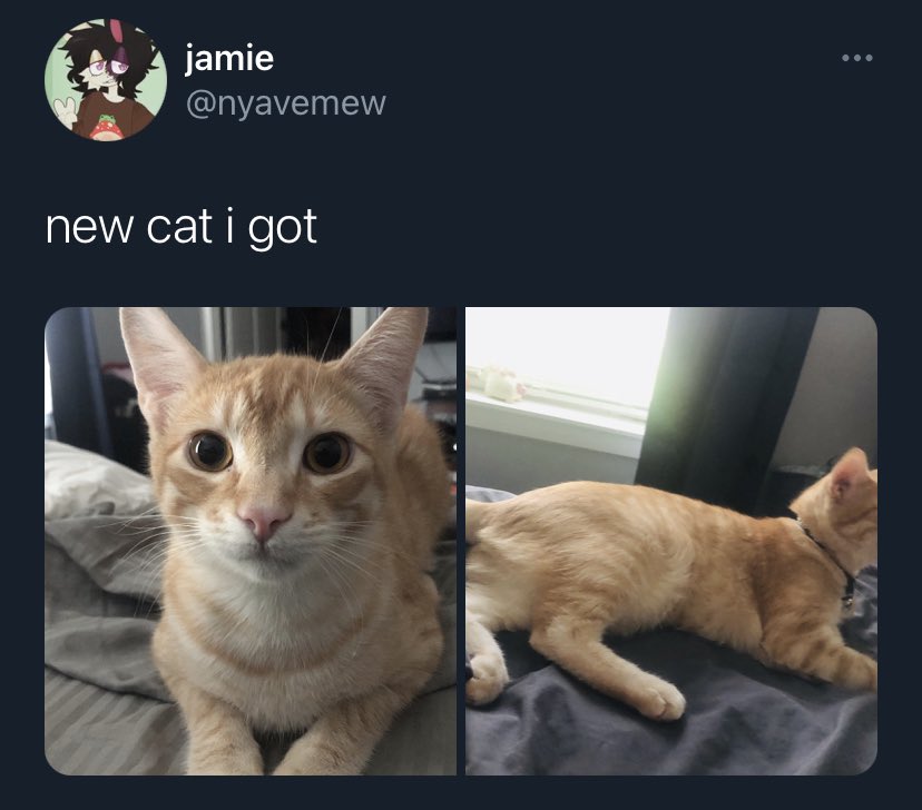 DieChanc3's tweet photo. Why the fuck does everyone own this cat now https://t.co/fSkiI3yzpl