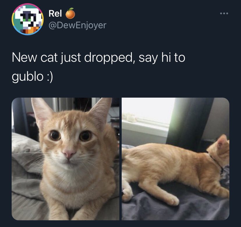 DieChanc3's tweet photo. Why the fuck does everyone own this cat now https://t.co/fSkiI3yzpl