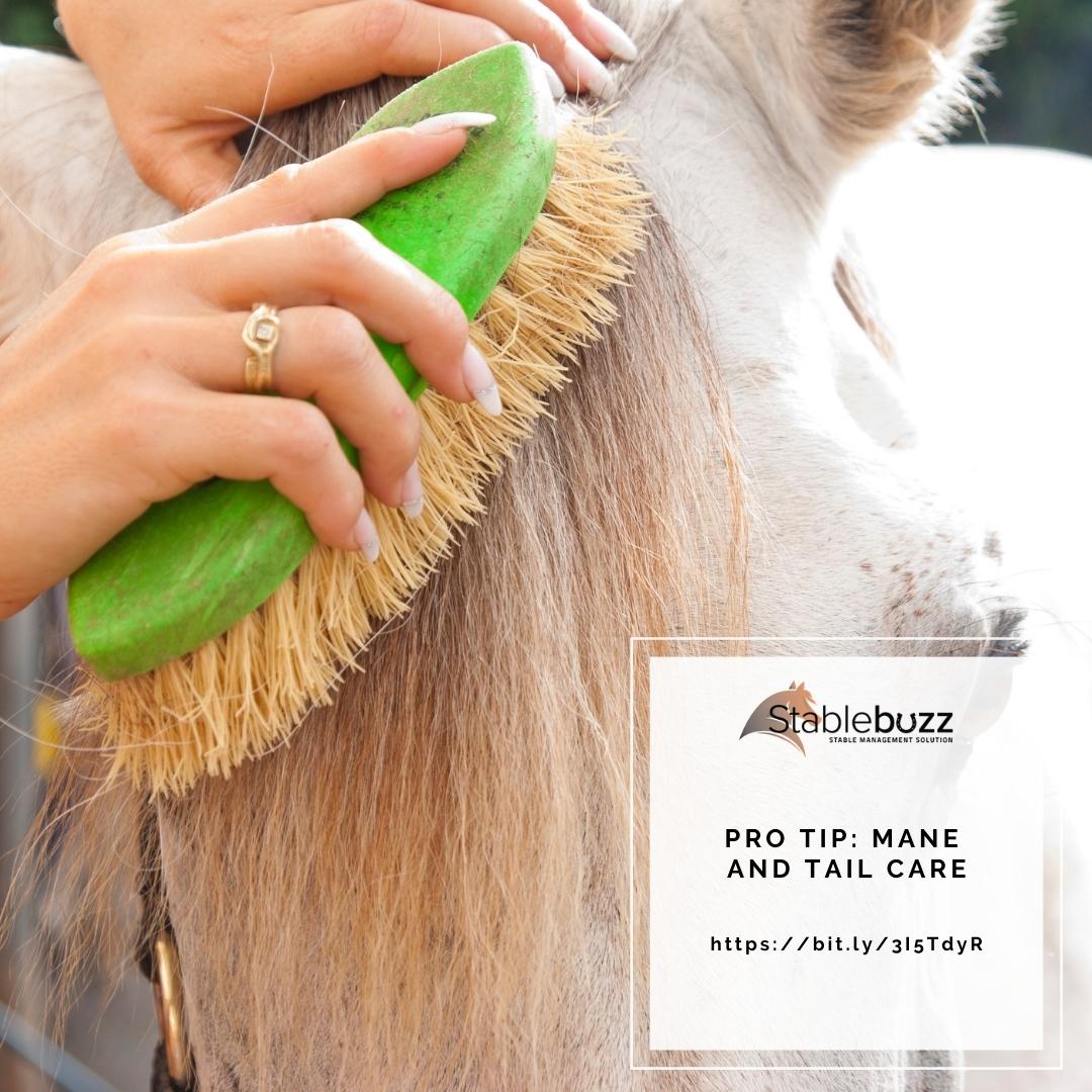 stablebuzz's tweet image. How do horse owners, trainers, and groomers keep their equine companion’s lush manes and tails up to par? 

With a consistent and thorough grooming regimen that is - bit.ly/3I5TdyR

#horses #horserider #equestrian #stablemanagement #maneandtailcare #horsegrooming