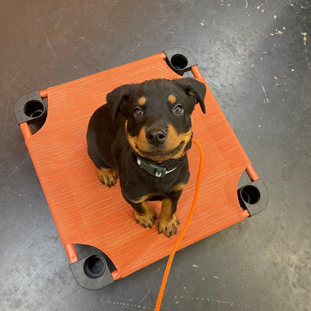 PCDogTraining's tweet photo. Here’s a smile for your Friday! Pass it on 😊🐶☺️ #rottweilerpuppy https://t.co/MkoiFUTS8k