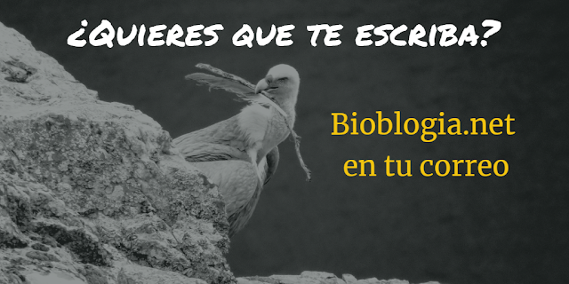 Bioblogo's tweet photo. ¡Boletín en camino! Con aventuras jugosas, #biotapas y montones de oportunidades en biociencias. 

Y, bueno, mi propia experiencia personal como biólogo multiherramienta😅

Si quieres recibir el próximo, apúntate aquí:
https://t.co/IDKSgOSr44

¿Quieres leer alguno antes? 👇 https://t.co/pddVXx7A6W