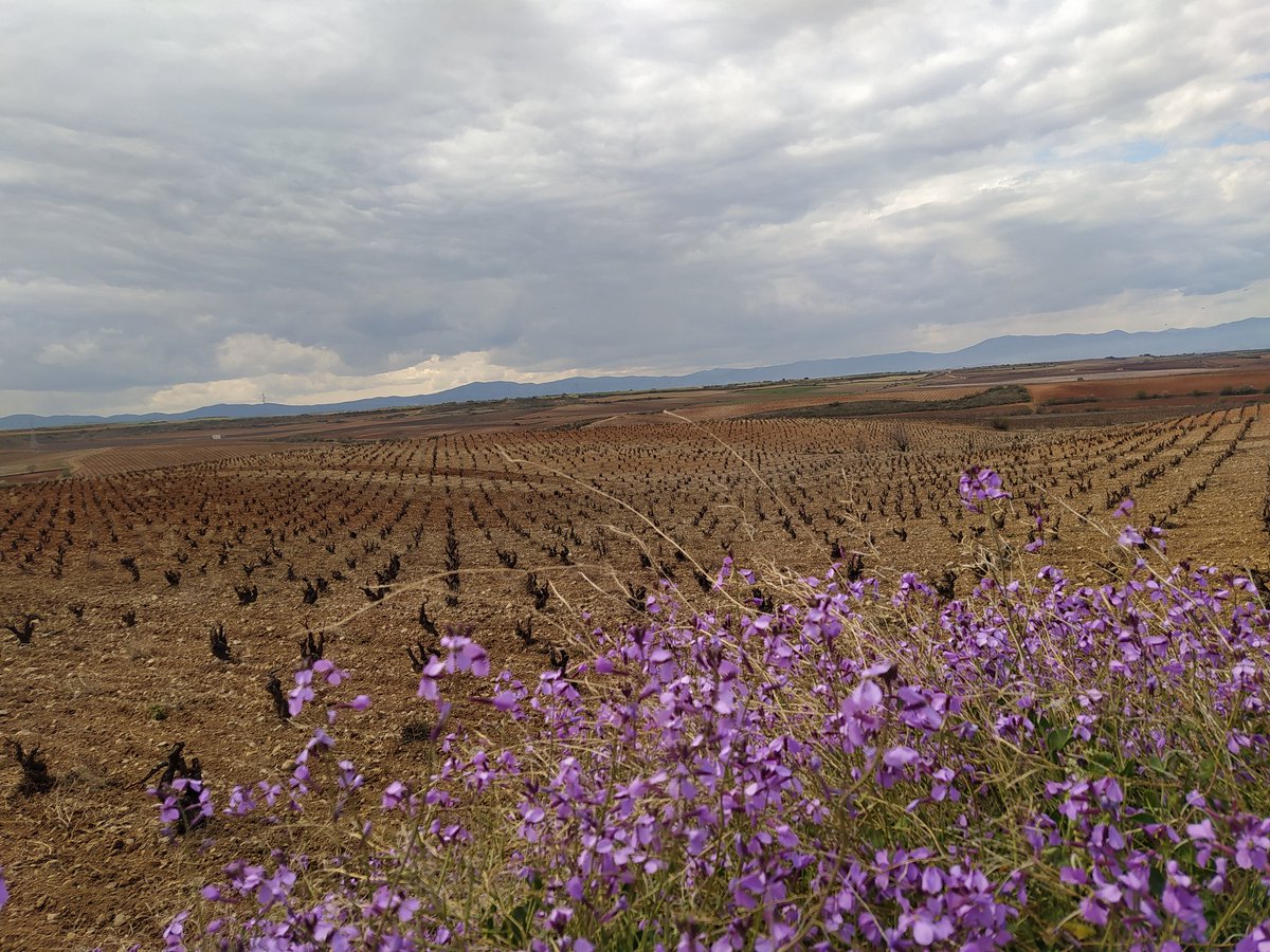 HACIENDAMOLLEDA's tweet photo. 🌧️lluvia unos 50 litros de lluvia en lo que llevamos de marzo, después de un invierno seco ayudará a la brotación.
#viñedo #clima #aragon https://t.co/leTytc5fSW