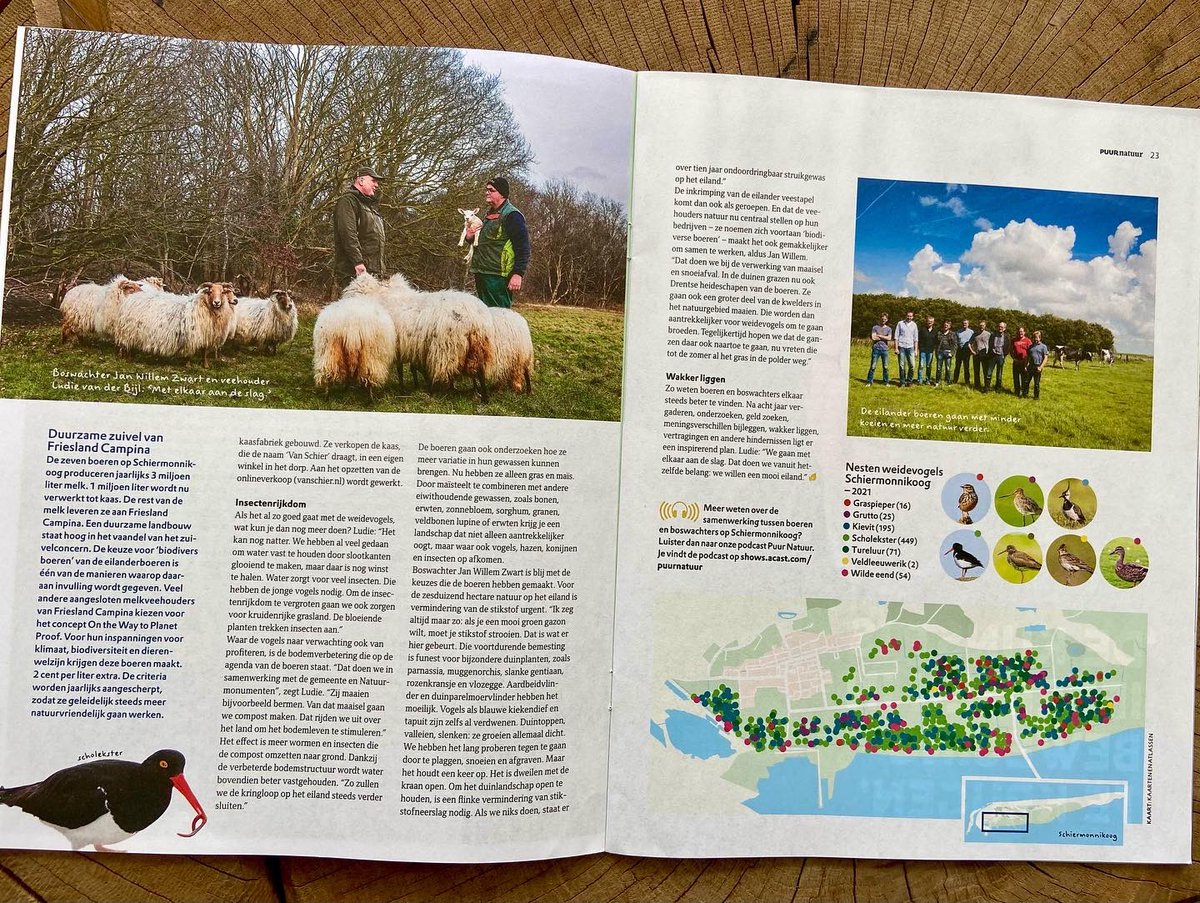 Prachtig artikel in @PuurNatuur over de samenwerking van @Natuurmonument en onze trotse zuivelboeren van Schiermonnikoog. Hoe zij “met minder koeien en meer natuur” de biodiversiteit omarmen. Inclusief een heerlijk kaasje Van Schier als gevolg. (vanschier.nl)