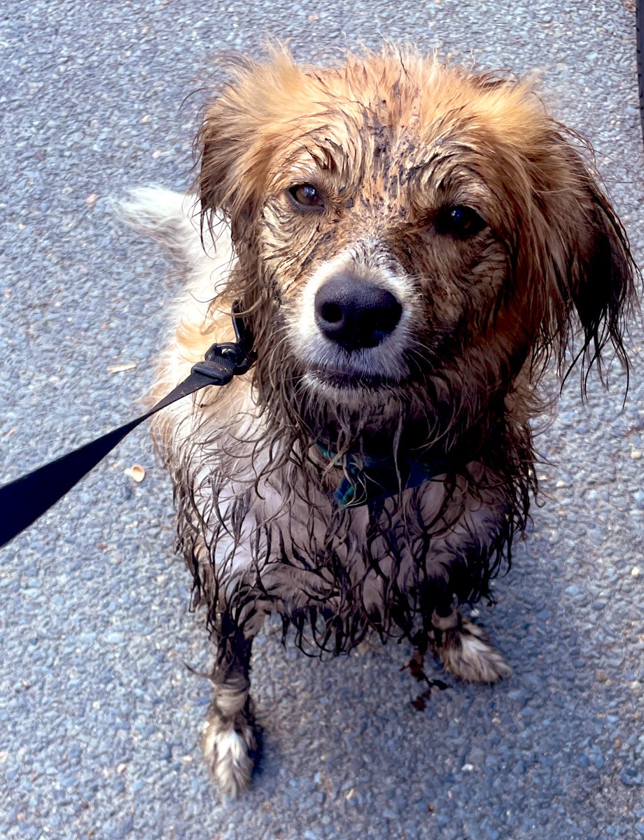 Nicole Estaphan tweet media