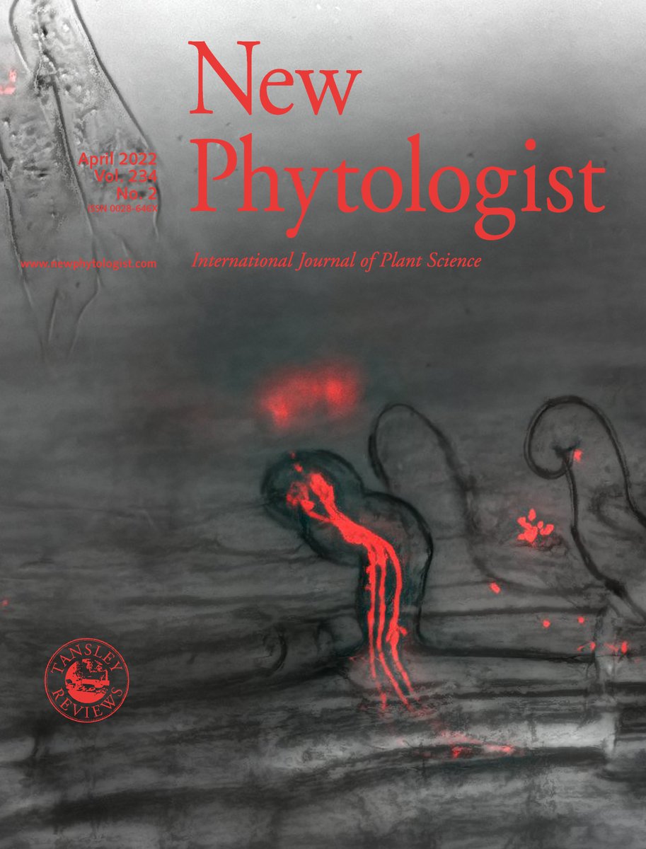 NewPhyt's tweet photo. On the #NPCover:
Multiple infection threads in a single root hair of #soybean (Glycine max) infected by Bradyrhizobium diazoefficiens expressing DsRed. Image courtesy of Xitong Chu.
https://t.co/dSfrqaP4DF https://t.co/S85hsXO9pg