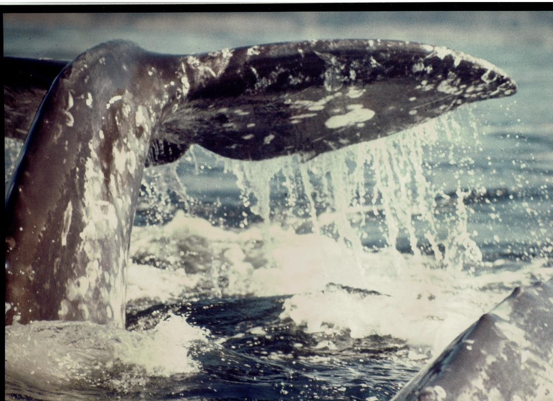 Tofino Clayoquot Heritage Museum tweet media