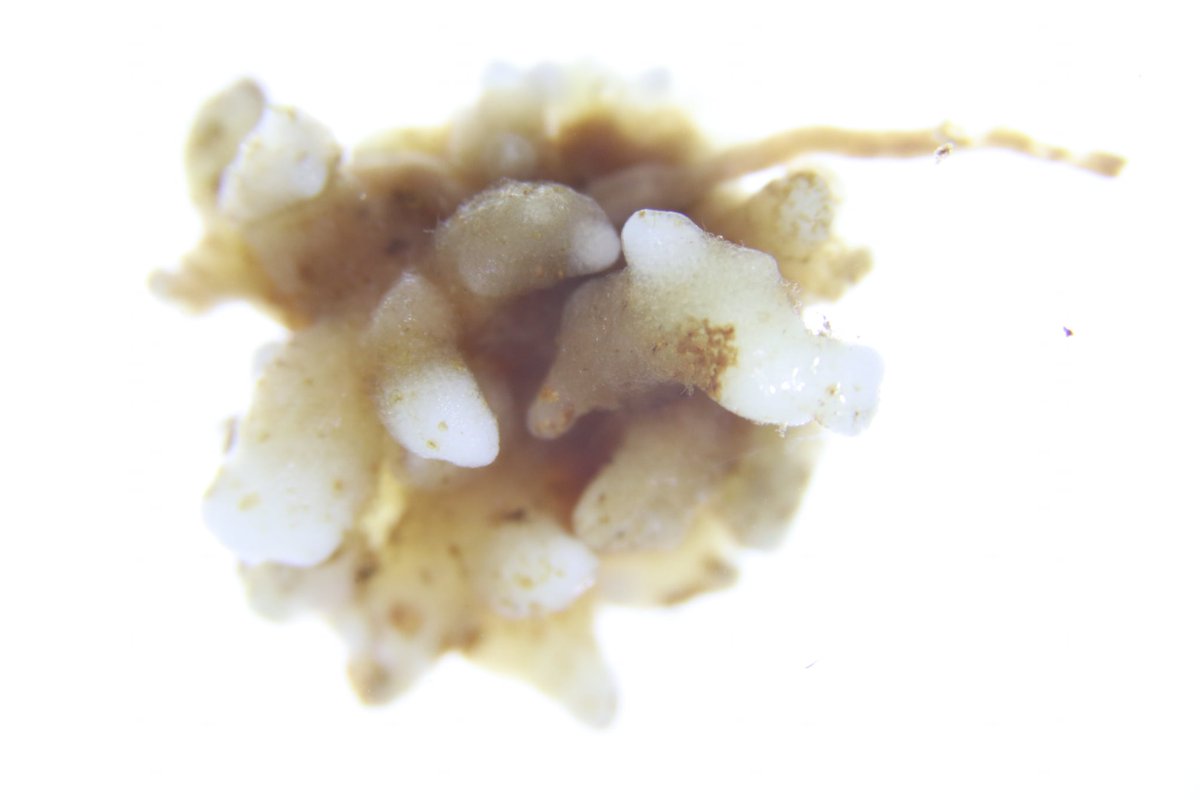 KuoFernLab's tweet photo. Achlorophyllous, coral-like gametophyte of Ophioderma (Ophioglossaceae). Fern gametophytes of this family have to collaborate with fungal symbionts similarly for research partners studying these organisms! See more in Chen et al. 2022, March/April issue #AppsPlantSci 
#FernFriday https://t.co/eROMze5CcZ