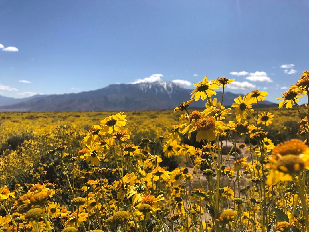VisitCADeserts's tweet photo. Live life in full bloom. https://t.co/WqaFctckL7