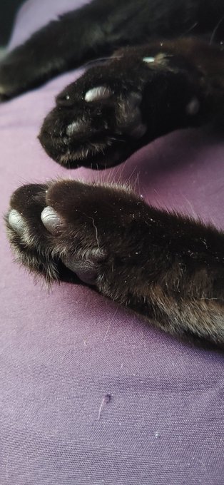 Furry toe beans https://t.co/5BJQ39FRQU<a href="/tag/nsfw"class="tags"><span>#nsfw</span></a><a href="/tag/nsfwtwt"class="tags"><span>#nsfwtwt</span></a>