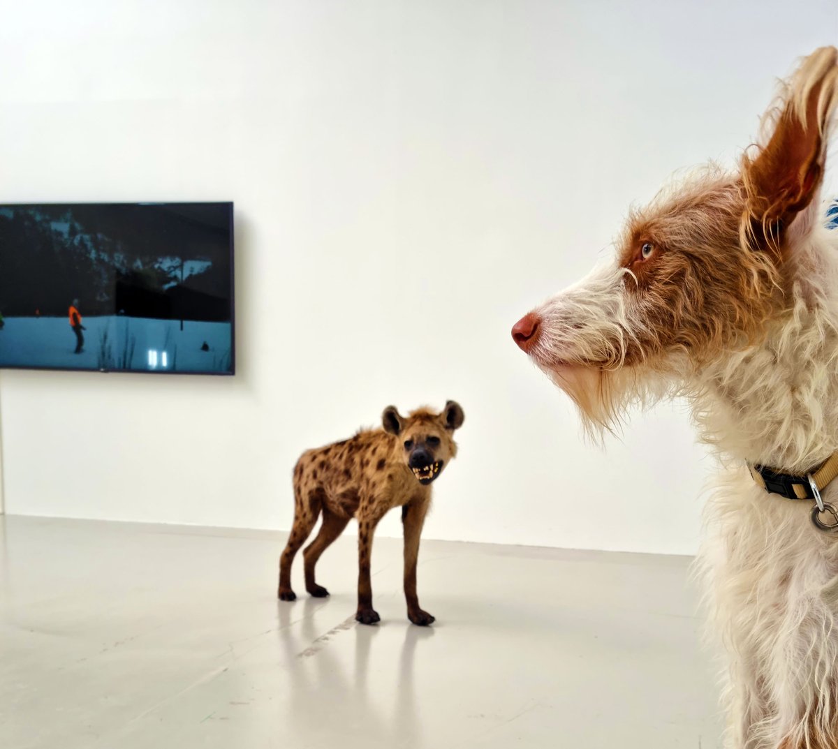 #Ademas prend la pose à l'exposition Animalia à côté de la #hyène de #NicolasMilhé, <a href="/40mcube/">40mcube</a> #ArtAsDog 1st show for him