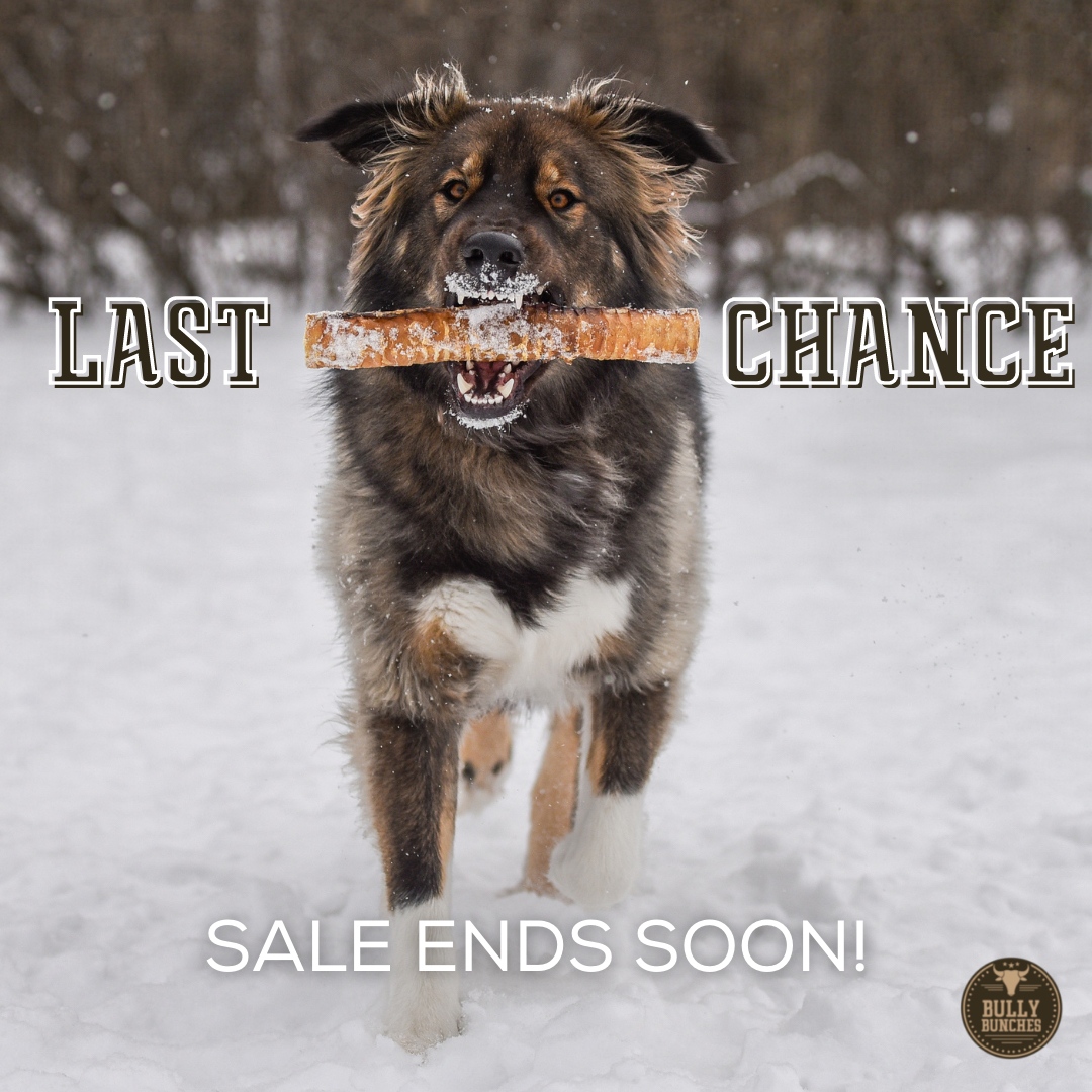 BullyBunches's tweet photo. Run don't walk! Last chance - get your orders in before midnight to take advantage of double bully bucks! ⁠

🐶 : @resqbear

#twitterdogs #dogsoftwitter https://t.co/pbnoT5Kti4