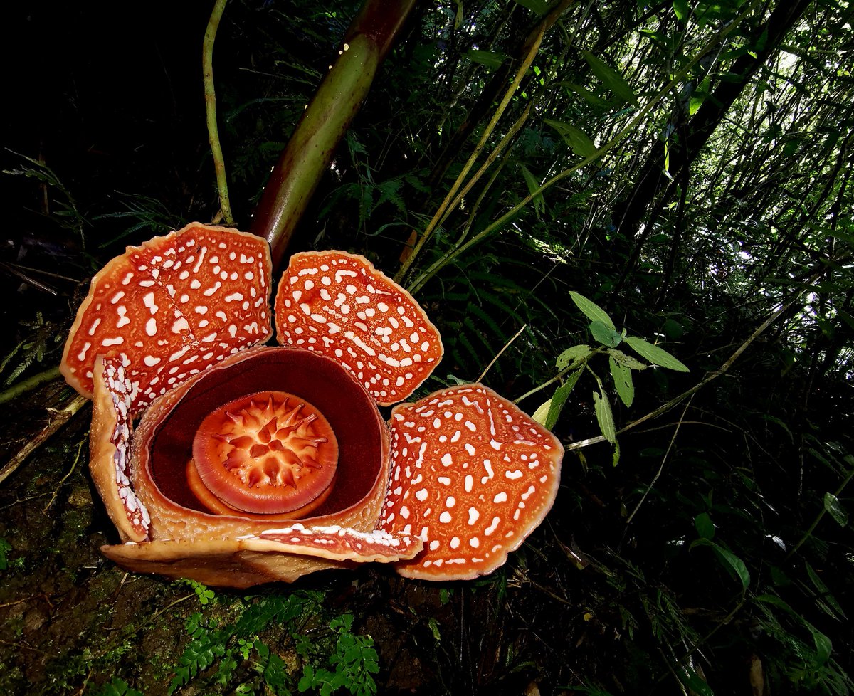 thorogoodchris1's tweet photo. Can a flower make a man cry? This one can. When you've wrestled with the jungle for days, been tormented by it, then you meet with a work of nature like this: how couldn't it? https://t.co/yRU6h2QfTB