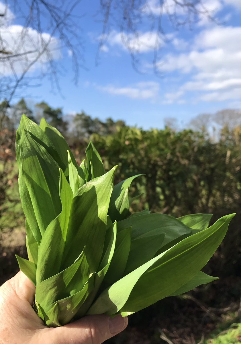 belviderefondo's tweet photo. Gorgeous sunny spring day - new season wild garlic has appeared - wild garlic hummus for the weekend!! https://t.co/P3NM5PgyCX