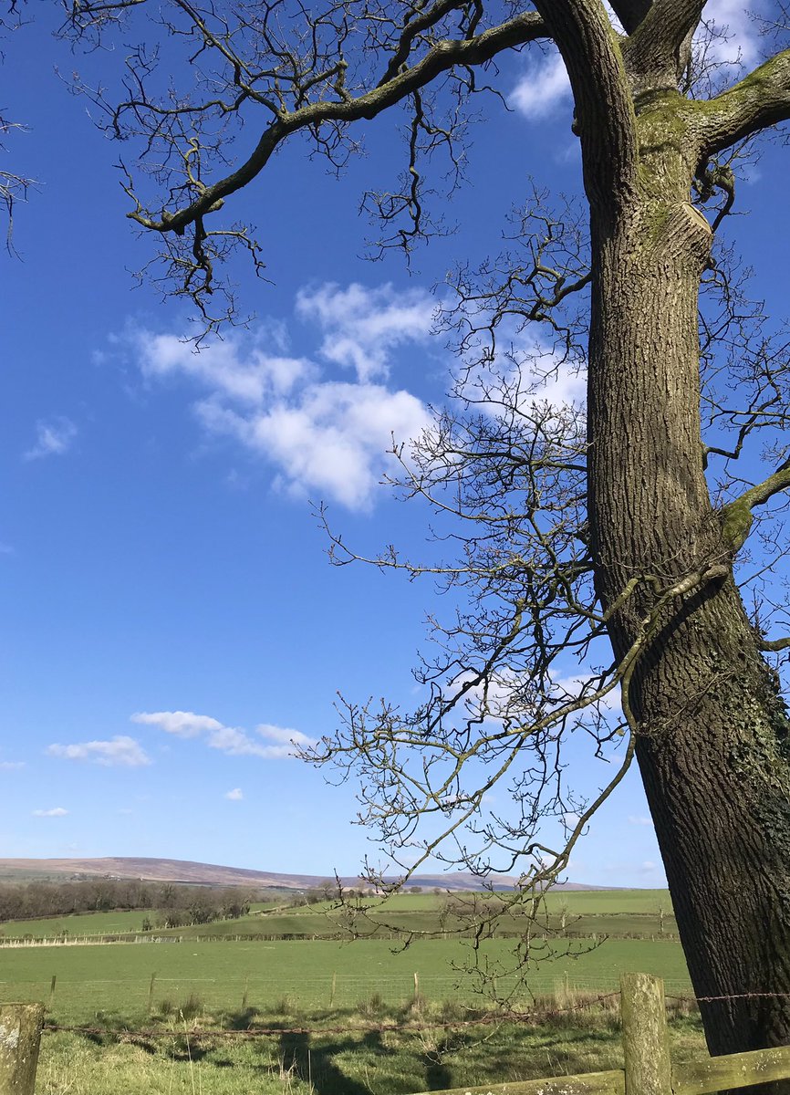 belviderefondo's tweet photo. Gorgeous sunny spring day - new season wild garlic has appeared - wild garlic hummus for the weekend!! https://t.co/P3NM5PgyCX