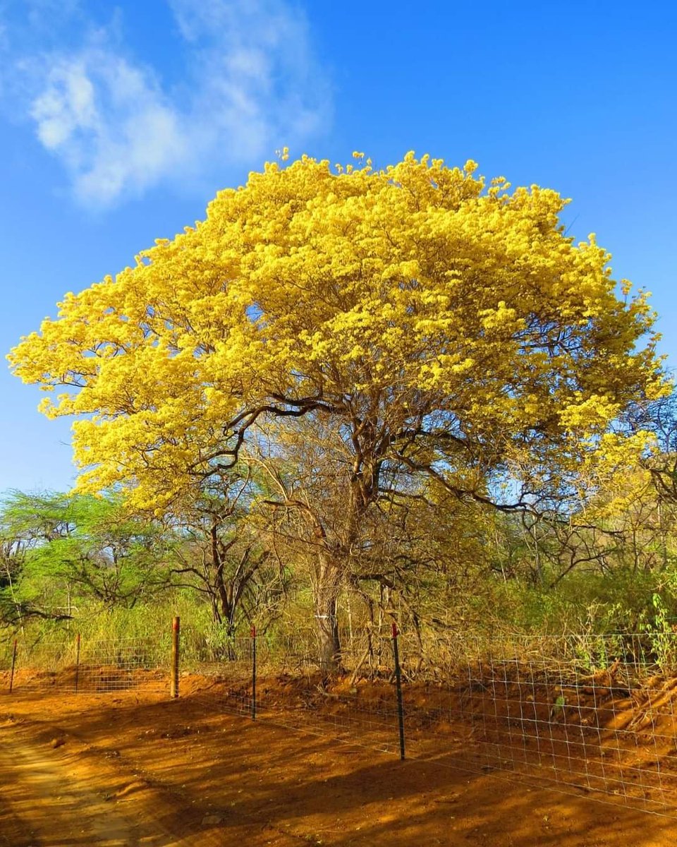ABC_Stories's tweet photo. Kralendijk Bonaire ❤️ where home is. This is the kibrahacha three, after the island get's a good week of rain. The kibrahacha will bloom. #IslandBlooms #IslandStories https://t.co/1YNVoLEy6G