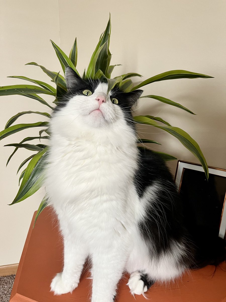 EarthToLilly's tweet image. Paint me like one of your French girls ✨