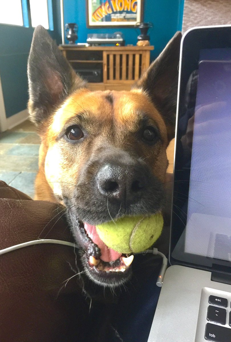 Bryan_Kluger's tweet photo. A Bug-Dog wants to play on Bug-Dog Friday. #bugdog #bugdogfriday https://t.co/CbBpzeUt3F