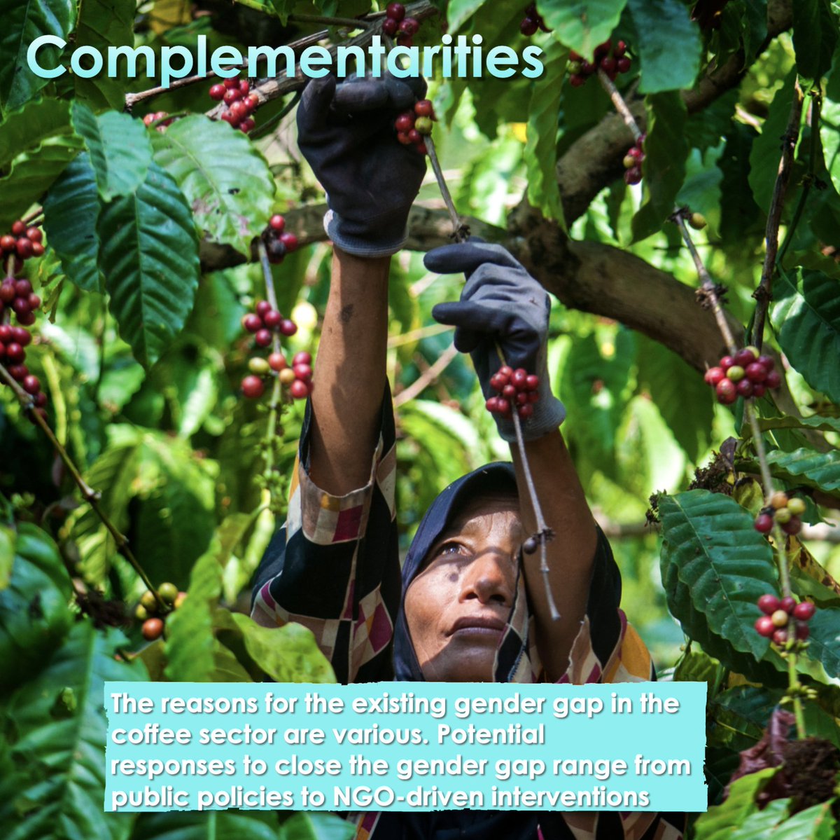 CoffeeSnob_'s tweet photo. The reasons for the existing gender gap in the coffee sector are various. Potential
responses to close the gender gap range from public policies to NGO-driven interventions
and gendered supply chain policies of the coffee industry. https://t.co/BlgIaJM5YV