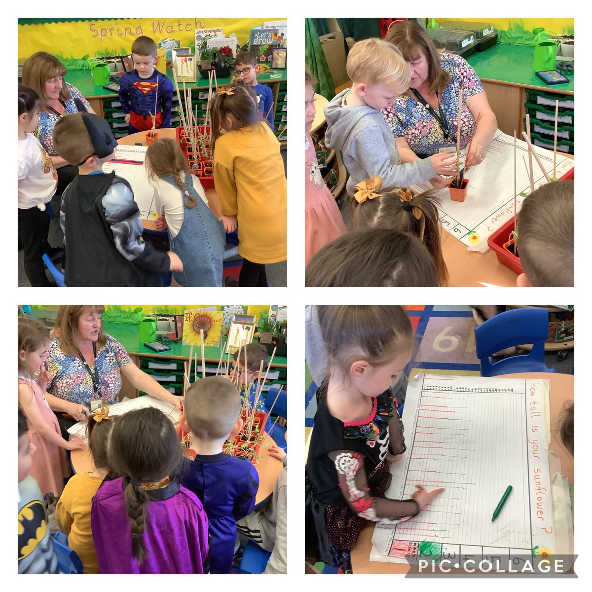 Week two and our sunflowers have grown so much <a href="/MrsHallFalla/">Janet Hall</a> has had to put a stick in to support them 🌻
@FallaParkSchool @Miss_Carr_Falla @Mrs_Crellin 
#EYFS