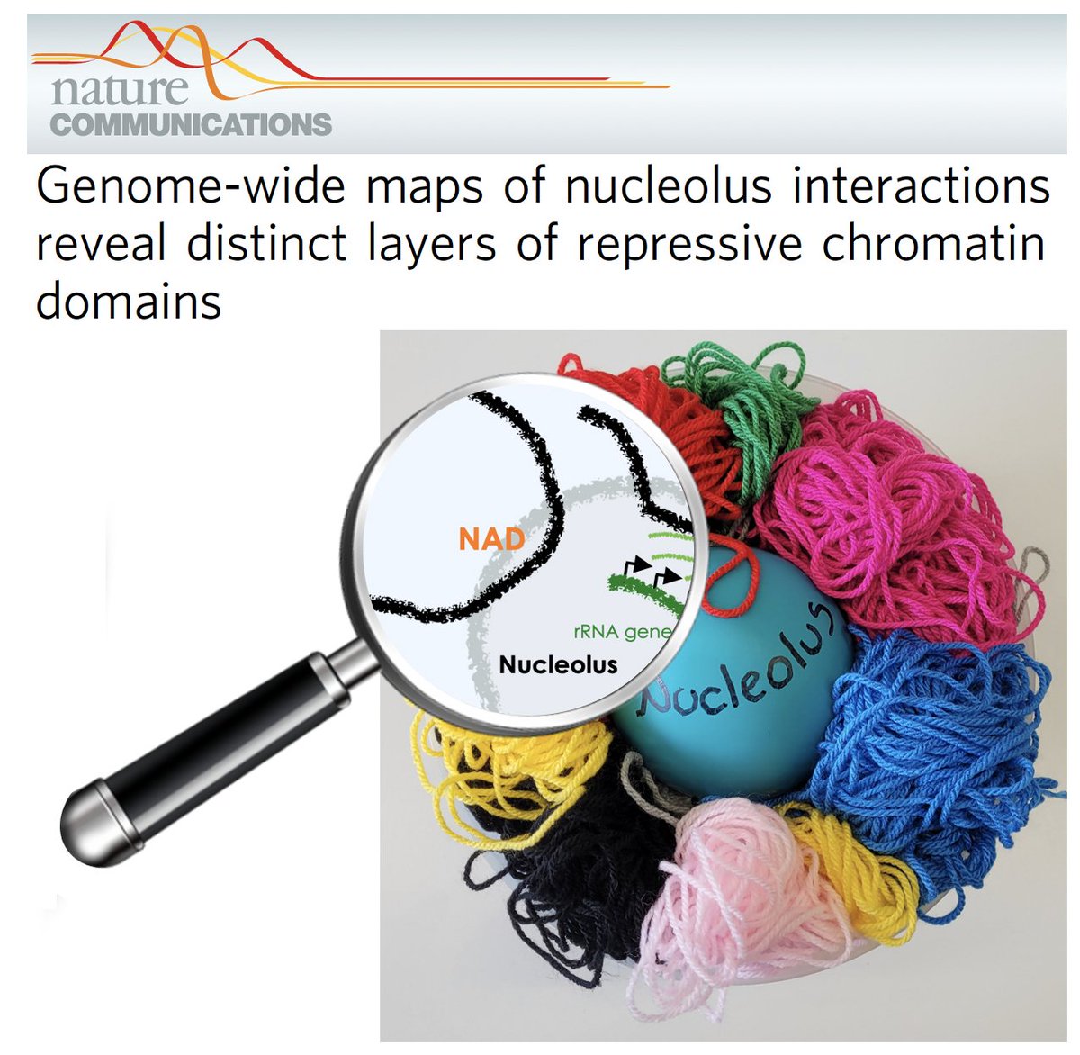 LabSantoro's tweet photo. It is finally out! We developed novel DamID- and HiC-based methods to precisely map #Nucleolus-genome interactions #NAD and determined #3Dgenome organization around the nucleolus. We can finally include nucleolus contribution in #3Dgenome @UZH_en
https://t.co/AP6VDjEJWn https://t.co/EfF6jGos5G