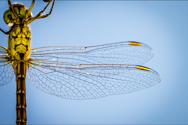 What do #dragonflies and #CloudInfrastructure have in common?

Answer: @NFDI4BioDiv

We are working with the German-speaking Odonatologists' Society
libellula.org to create a community portal for #dragonfly #dataintegration and #analysis.

#nfdirocks #CoDesign