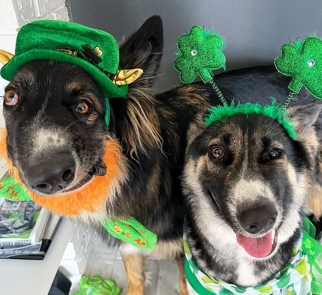 Happy St.Patrick’s Day!! 🍀🍀🍀 Fun useless fact: Brodie’s dad has a tattoo on his butt that says “Kiss Me I’m Irish” with a four leaf clover 😩😭😂

Double trouble! 🤪🤪🐶🐶❤️❤️
#gsd #germanshepherd #germanshepherddogs #germanshepherdlife #germanshepherddog