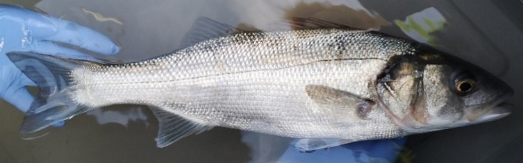 Devon & Severn IFCA tweet media