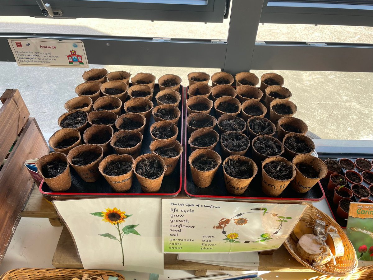 Carolside_ELCC's tweet photo. Growth 🌱🌻 #BSW22 #CPSSTEM #Growth https://t.co/HBY4kKawig