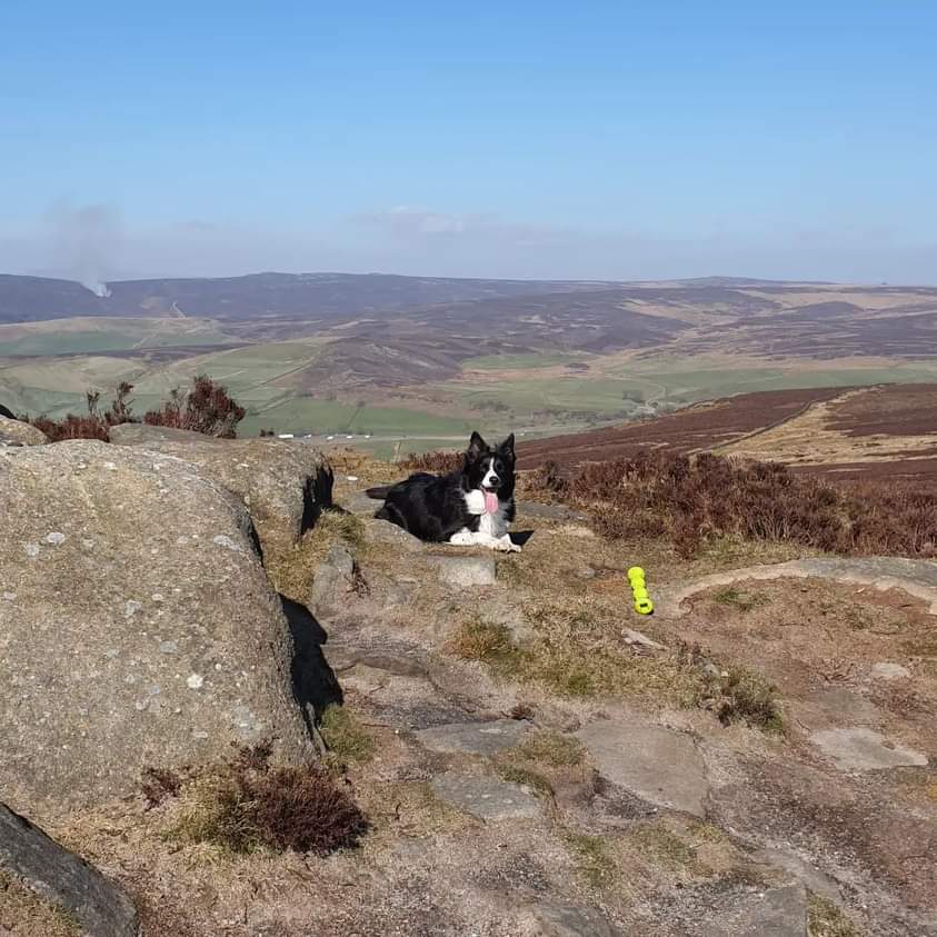 DannyDanceF133's tweet photo. @JonMitchellITV Beautiful day at Beamsley Beacon with Meg the Border Collie https://t.co/hGxijnZQSg