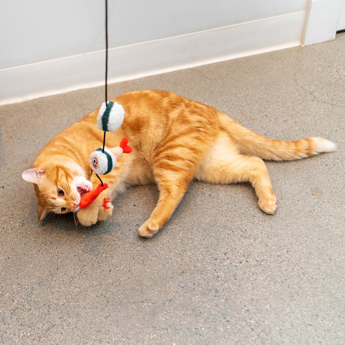 Friday means sushi night! #madcat #sushi #friday