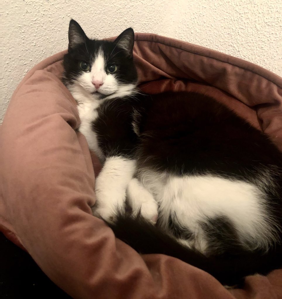 Shmaptain Shmerica tweet media