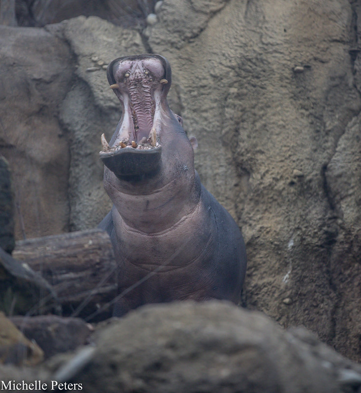 Cincinnati Zoo (@cincinnatizoo) on Twitter photo Fiona has a lot to say! Hippos can open their mouths about three times wider than people can. #TeamFiona Fiona has a lot to say! Hippos can open their mouths about three times wider than people can. #TeamFiona