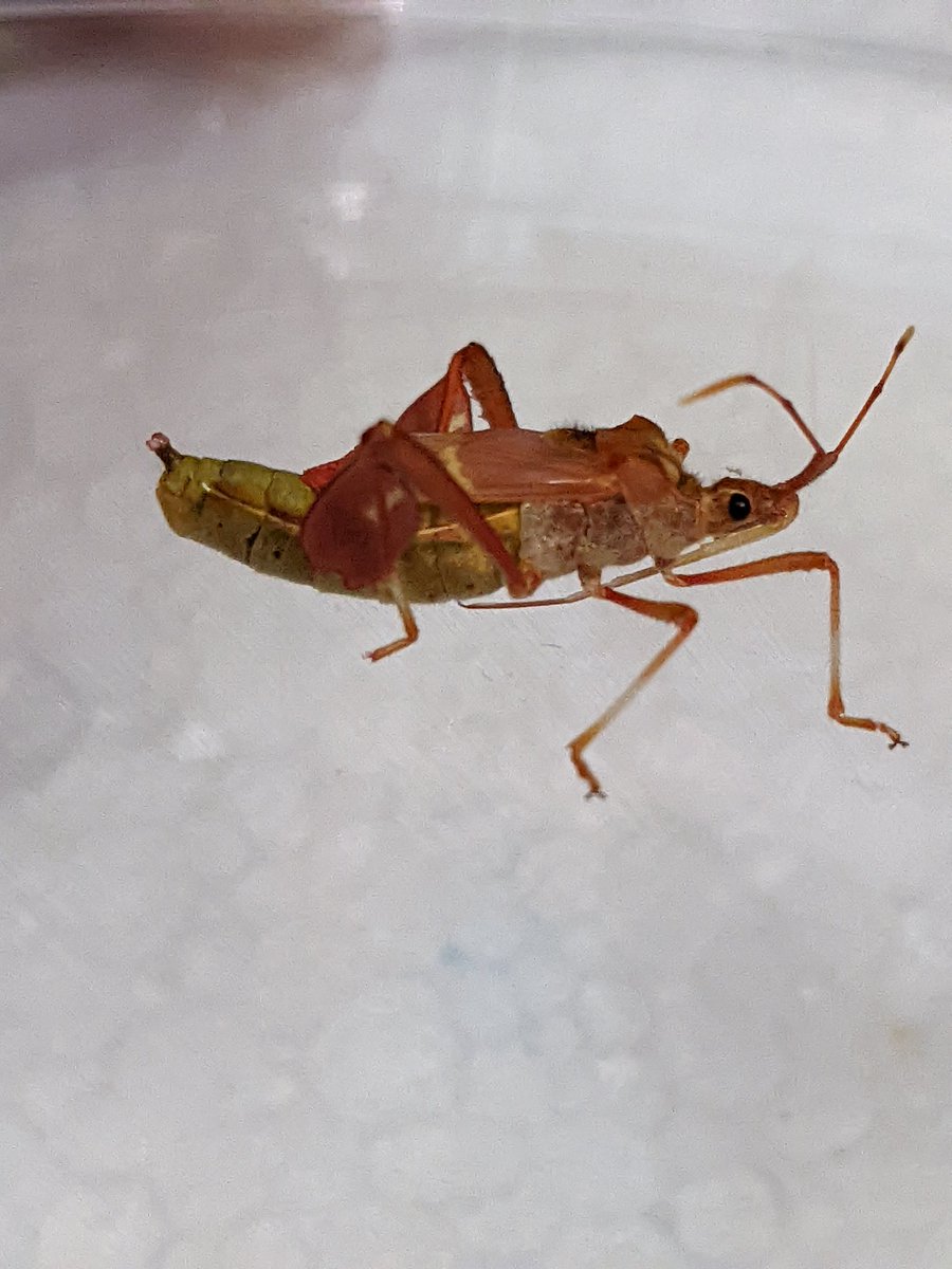 ArthropodAbbey's tweet photo. one more Leptoglossus #bugfactfriday before I move on to the next taxa. These photos are of a freshly molted adult who is still inflating wings and finishing "tanning" (sclerotization). When insects are in this stage they're called Teneral and are soft, vulnerable, and "pale" https://t.co/zLp1EjKOW2